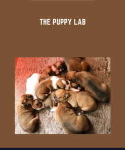 The Puppy Lab  -  Nando