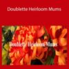Amity Katharine Libby Doublette Heirloom Mums 250x343 1 » Courses[GB]