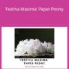 Amity Katharine Libby Festiva Maxima Paper Peony 250x343 1 » Courses[GB]
